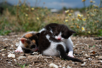 Baby kittens playing. Little kittens playing in garden together.