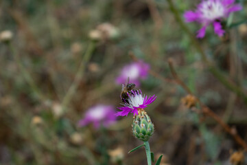 Bee collecting pollen. Honeybee collecting pollen on a purple flower. Bumblebee on a flower with a blurry background. Macro and Close Up. Tiny animal pollinating lavandula bushes as it gathers nectar.