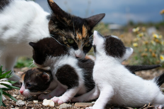 A mother cat with her kittens in a garden. Mother cat carrying her kitten. The mother cat is taking her babies to a new place.