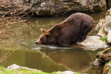 male brown bear (Ursus arctos) enters the water