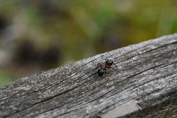 red ant on a leaf