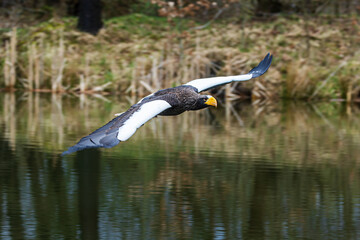 Steller's sea eagle (Haliaeetus pelagicus), also known as Pacific sea eagle or white-shouldered eagle