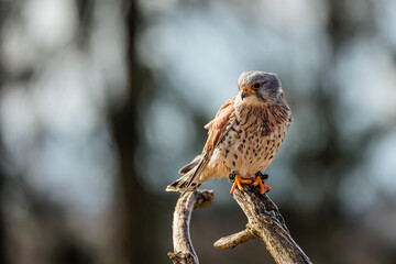 The American kestrel (Falco sparverius) sitting on a branch