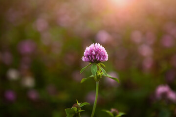 Red clover flower Trifolium pratense close-up, in a meadow of clover and wild herbs, in natural soft sunset sunlight.