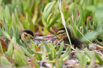 Baby Mallard ducklings resting in the ice plant nest of the esturary with furry down texture for feathers