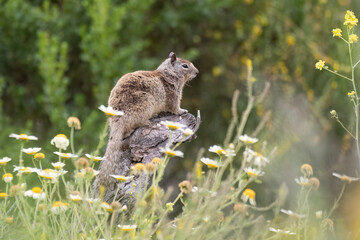 Cute ground squirrel perched on a deadwood stump above the wildflowers of the estuary