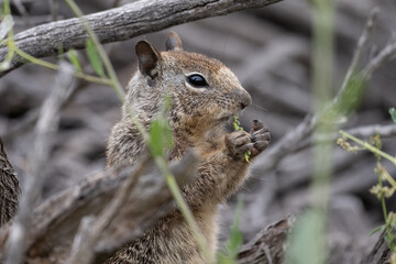Hungry squirrel grasps foilage in small claw hands and eats while keeping an alert eye out for danger