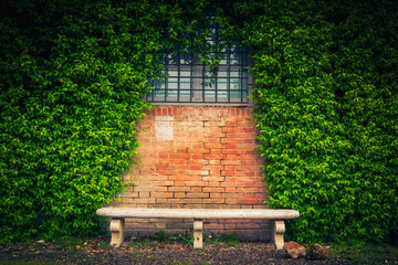 Stone bench and ivy foliage on the old wall