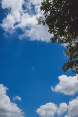 Cielo con nubes y hojas