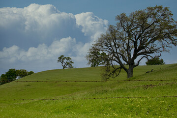 dramatic cloud and a majestic live oak tree 