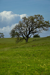 oak tree and wildflowers on a grassy hillside