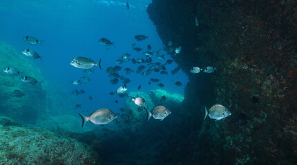 Naklejka na ściany i meble Fish underwater in the Mediterranean sea, some sharpsnout bream with a shoal of common two-banded seabream, natural scene, Spain