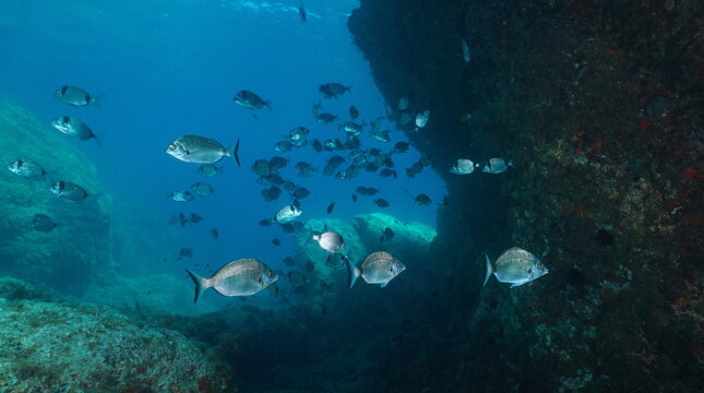 Fish underwater in the Mediterranean sea, some sharpsnout bream with a shoal of common two-banded seabream, natural scene, Spain