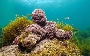 Naklejka na ściany i meble Jania rubens seaweed, the slender-beaded coral weed underwater in the Atlantic ocean, natural scene, Spain, Galicia