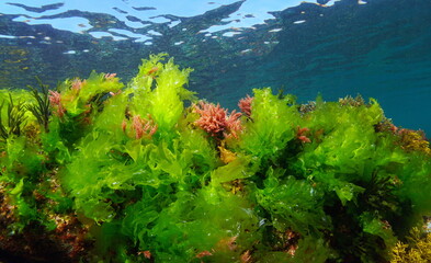 Sea lettuce green seaweed Ulva lactuca with some alga Asparagopsis armata, underwater in the...