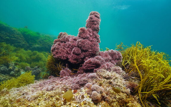 Red alga Jania rubens, the slender-beaded coral weed, underwater in the Atlantic ocean, natural scene, Spain, Galicia