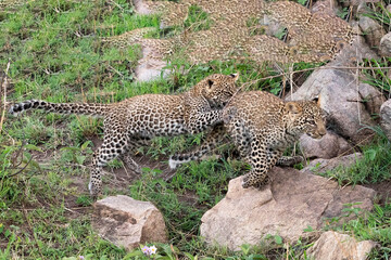 African Leopard cubs playing