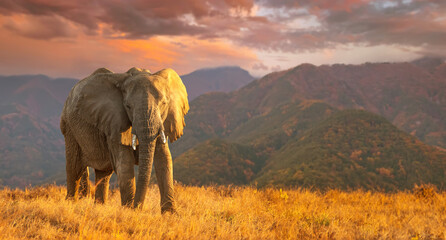 Migration of elephants. Herd of elephants. Evening in the African savannah. - obrazy, fototapety, plakaty