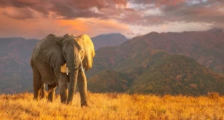 Foto op Aluminium Migration of elephants. Herd of elephants. Evening in the African savannah. © Grispb