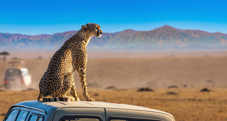 Cheetah looks into the distance of the savannah.  An African cheetah in the rays of the sun.  Kenya...