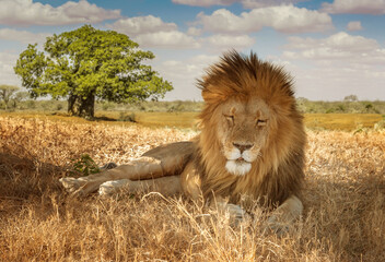 Naklejka na ściany i meble African male lion facing the camera. Animals of Africa. Travel to Kenya. Masai Mara National Park.