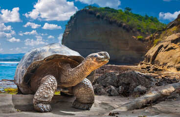Galapagos Islands. Galapagos tortoise. Big turtle. Ecuador. - obrazy, fototapety, plakaty