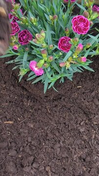Planting Flowers For the Spring in Vertical video