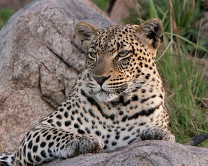 Fototapeta na wymiar African Leopard, africa 