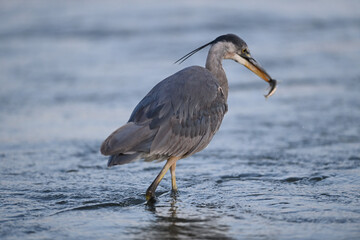 Great Blue Heron Fishing in Shoreline Lake, Mountain View, California