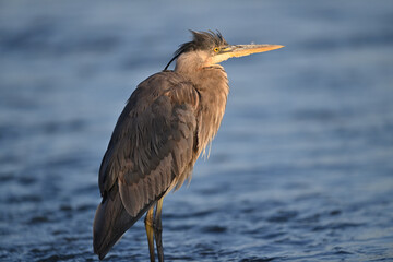 Great Blue Heron Fishing in Shoreline Lake, Mountain View, California