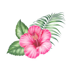 Watercolor hibiscus. Tropical floral illustration