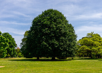 Trees in the Park