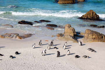 A colony of African penguins resting by the ocean on Boulders beach, Cape Town, South Africa