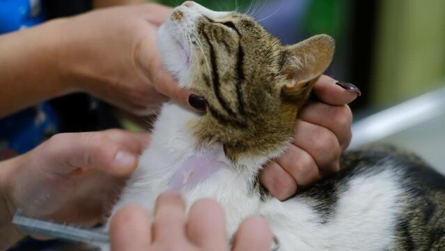 The vet hands shave cat hair on the neck to prepare the animal for taking a blood sample from the carotid artery