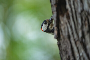 free nature and action in flight