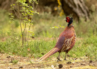 Beautiful bright and colourful plumage on a male pheasant walking through the forest in the grass