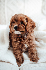 Cavapoo Puppy