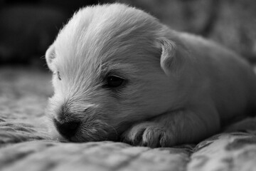 Baby Westie