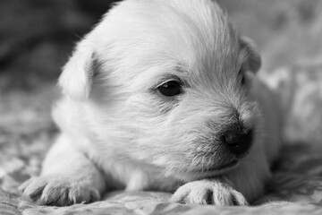 Baby Westie