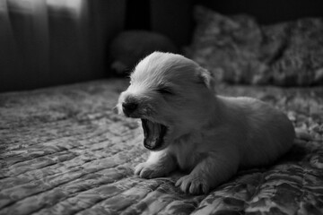 Baby Westie