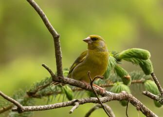 Beautiful greenfinch bird perched on a branch in the woodland with natural forest background