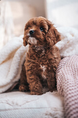 Cavapoo poodle puppy in bed
