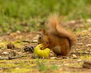 Naklejka na ściany i meble Beautiful scottish red squirrel eating a fresh green pear on the forest floor in the sunshine 