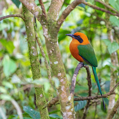 Broad Billed Motmot (Electron platyrhynchum), Mindo Cloud Forest, Ecuador.
