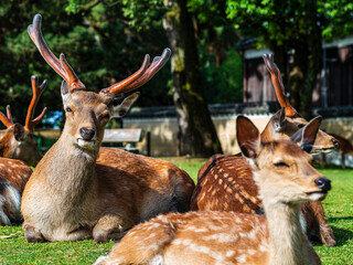 公園の草の上でのんびりしている立派なツノの雄鹿くん