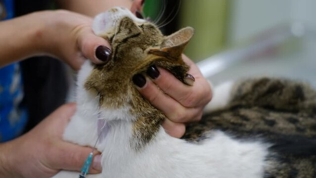 The vet takes a blood sample with a syringe from an animal carotid artery closeup