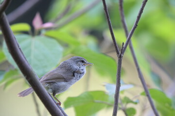 Japanese Bush Warbler or Japanese Nightingale (Cettia  or Horornis diphone) in Japan