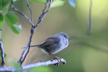 Japanese Bush Warbler or Japanese Nightingale (Cettia  or Horornis diphone) in Japan