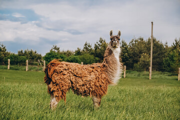 Llama grazes in the meadow near the farm in spring. Breeding llamas in Europe.