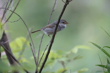 Japanese Bush Warbler or Japanese Nightingale (Cettia  or Horornis diphone) in Japan